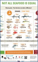 sassi the-dolphin-centre-mozambique-ponta-do-ouro-dolphin-swims-responsible-practice