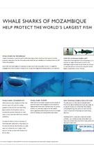 whale-shark the-dolphin-centre-mozambique-ponta-do-ouro-dolphin-swims-responsible-practice